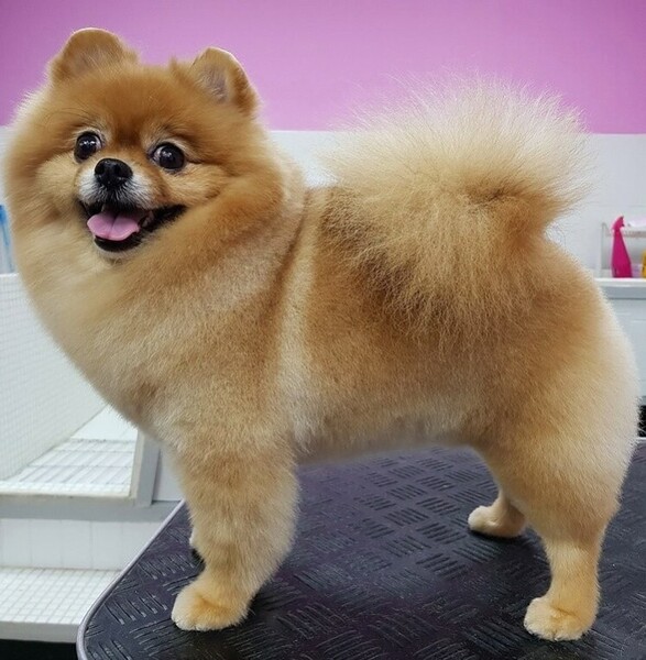 Груминг собак 