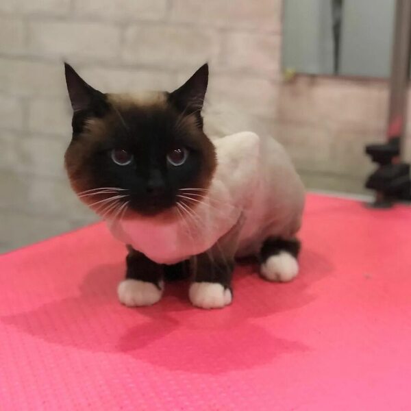 Стрижка кошек 