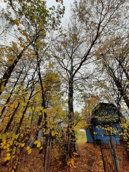 Вячеслав:  Спил и опиловка деревьев 