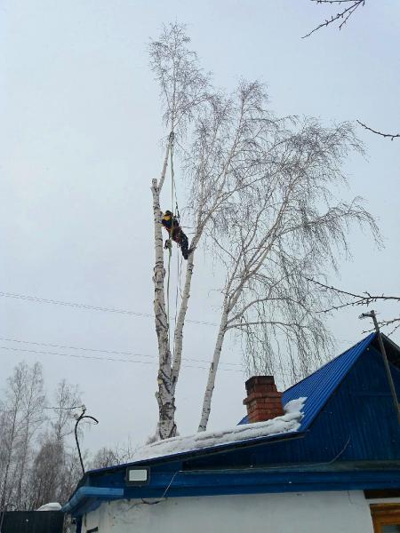 Илья Школьников:  Спил деревьев. Спилить аварийное дерево.