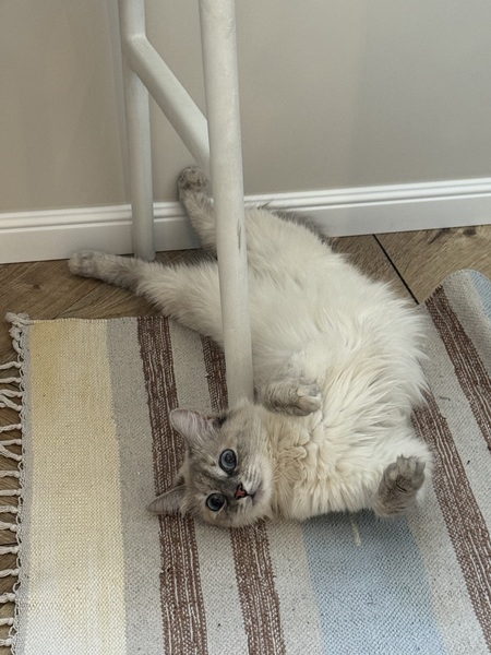 Ищем Невского маскарадного кота для вязки срочно