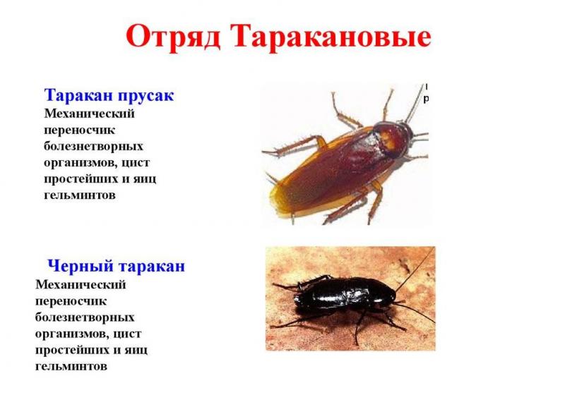 Сергей:  Уничтожение клопов,тараканов,блох,клещей,вшей и др