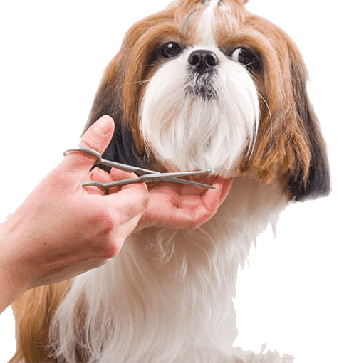 Вероника:  Косметические и гигиенические стрижки собак и кошек