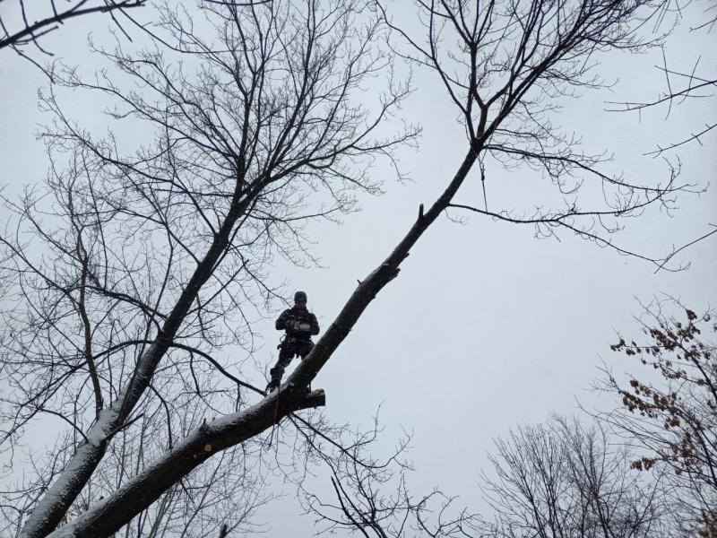 Александр:  Удаление деревьев любой сложности в Пушкино