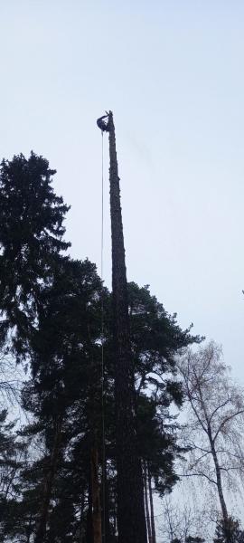 Александр:  Удаление деревьев любой сложности в Пушкино