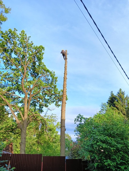 Удаление деревьев