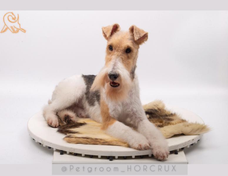 Евгения:  Тримминг жесткошёрстных пород собак, Стрижка, груминг