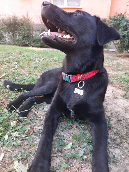 Требуется выгульщик собаке