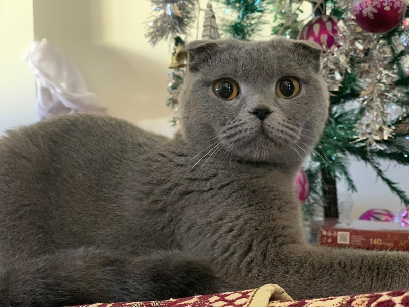 кошка на вязку