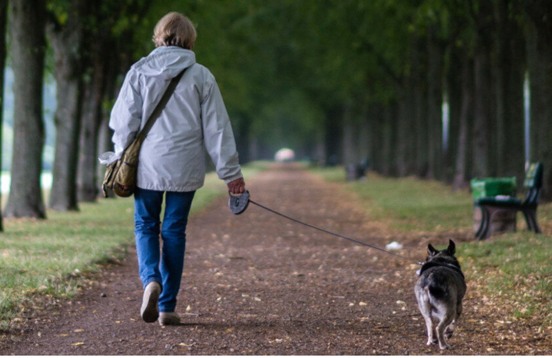 Выгул собак, присмотрю за вашим любимцем