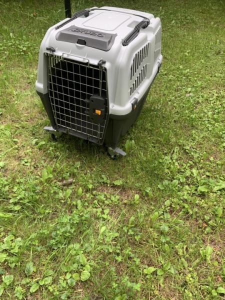 Аренда переноски СПб АбаДОМ