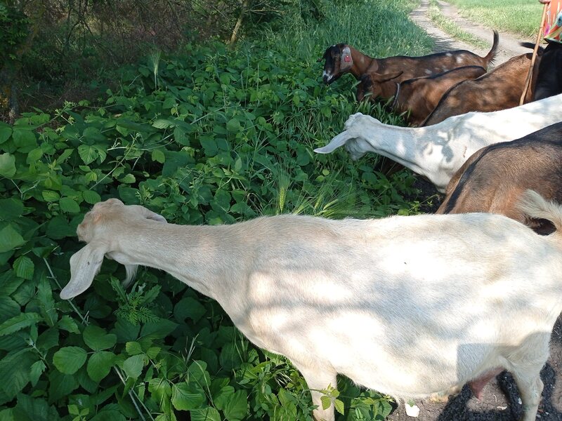 Козье молоко, тушёнка козья