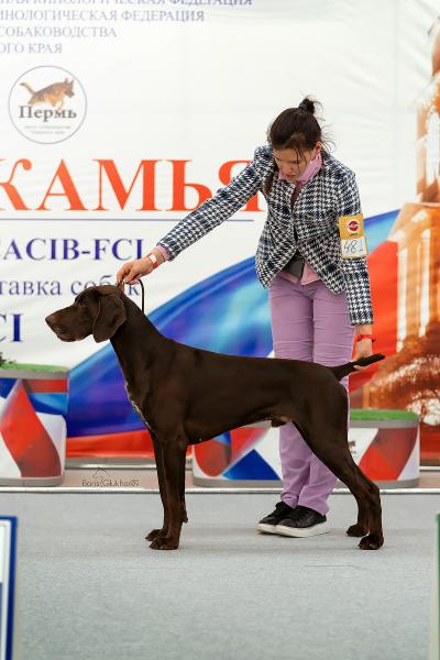 Наталья:  Подготовка к выставкам собак Хендлер