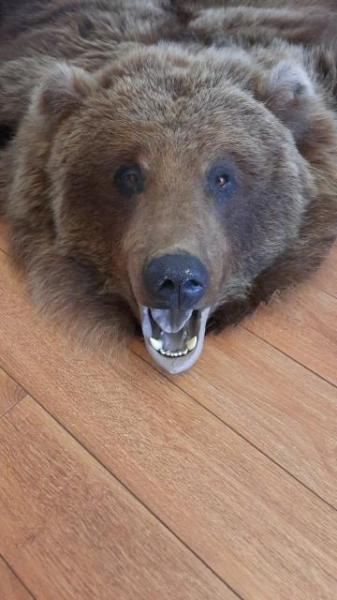 Ковровая голова медведя