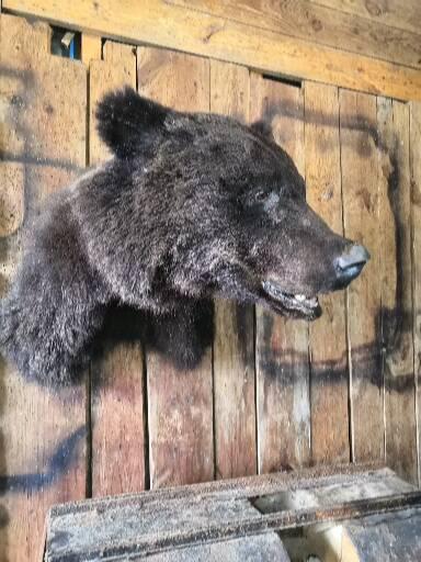 Голова с открытой пастью