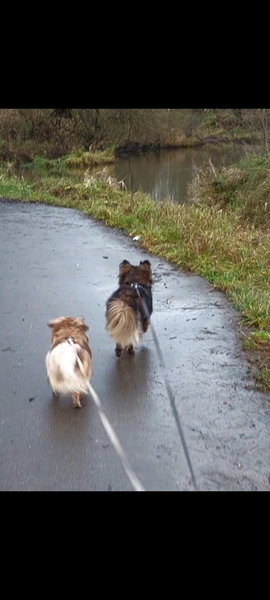 Домашняя передержка в частном доме собак и кошек