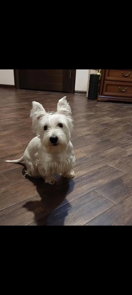 Вестик только  приехал.