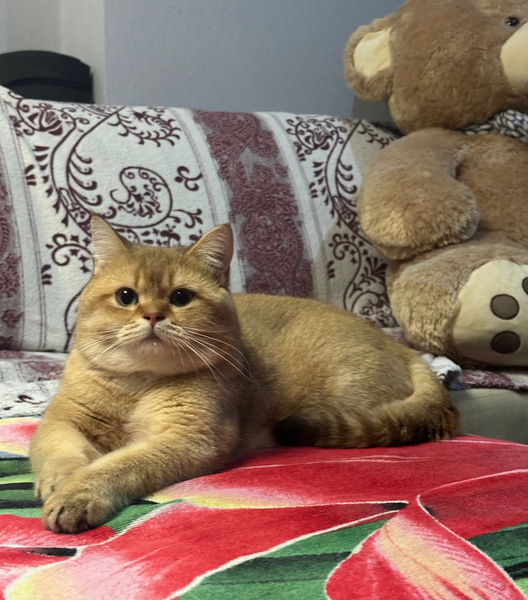 Вязка британский кот золотая шиншилла