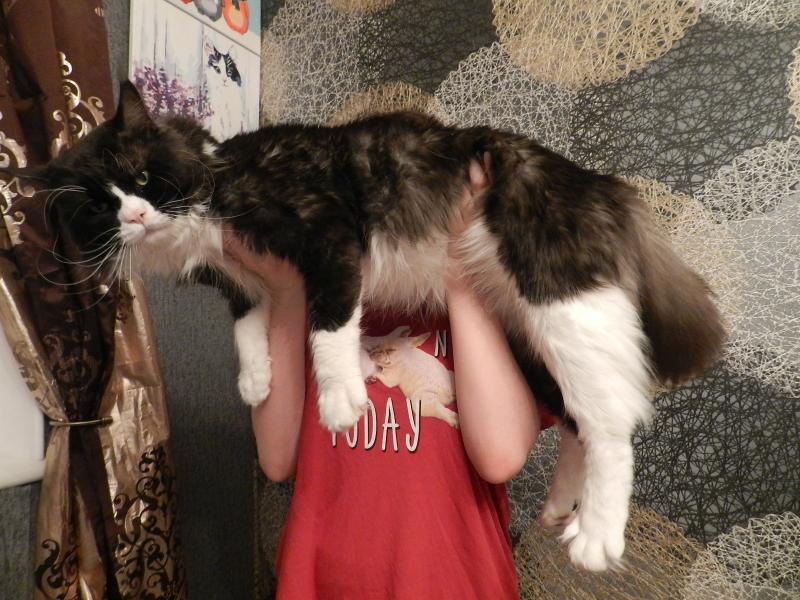 Вязка Мейн Кун