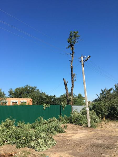 СПИЛ ДЕРЕВЬЕВ В РОСТОВЕ-НА-ДОНУ 