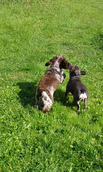 На прогулке друзья