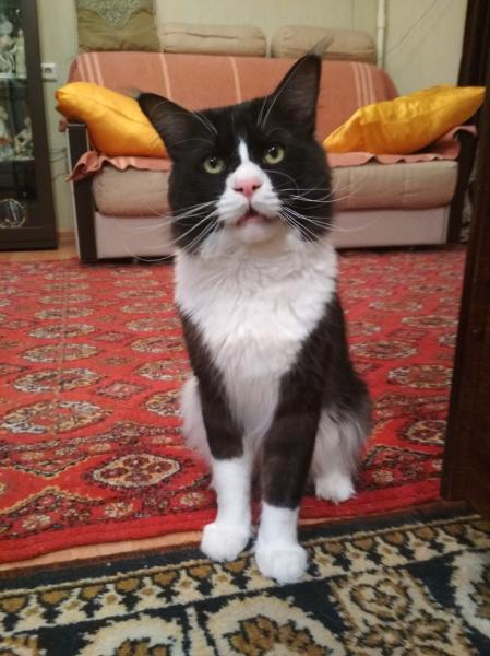 Кот Мейн-Кун на Вязку