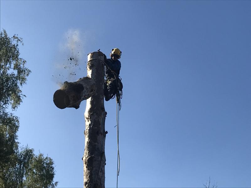 Владимир:  Спил и удаление деревьев в Истринском районе