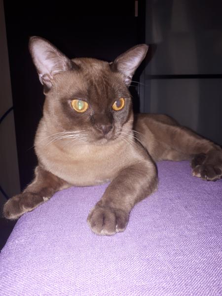 Алёна:  Вязка бурманский кот