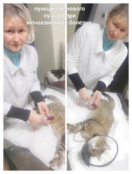 лилия:  услуги ветеринарного врача по вызову на дом