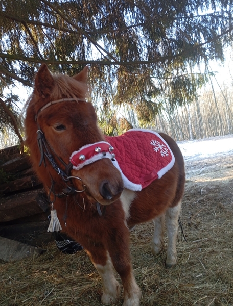 Пони на Новый год