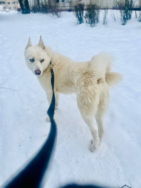 Домашняя передержка собак