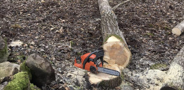 Спил и подрезка деревьев и кустарников 