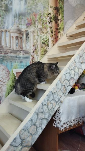 Светлана:  Кошка в гости