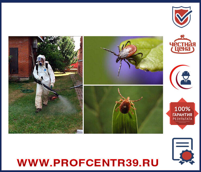 Акарицидная обработка территории от клещей 