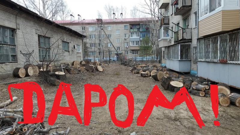 дрова отдам даром тополь вяз пиленный самовывоз