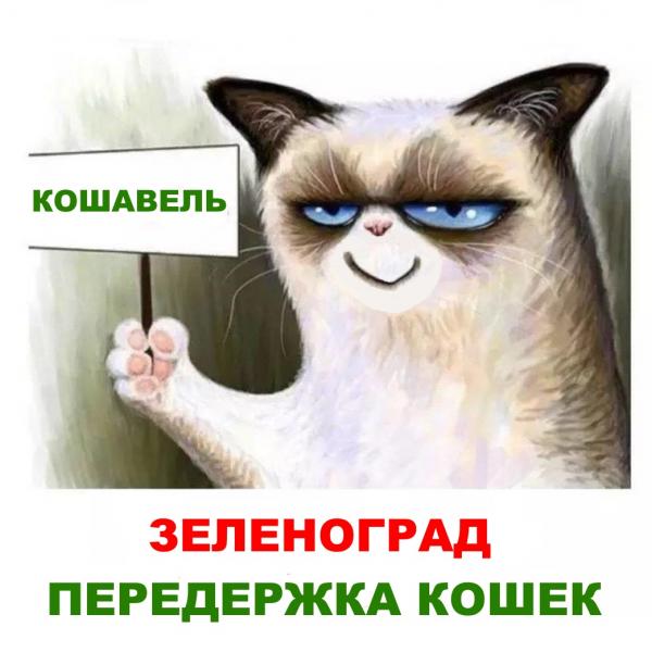 Сергей:  Передержка кошек «Кошавель»