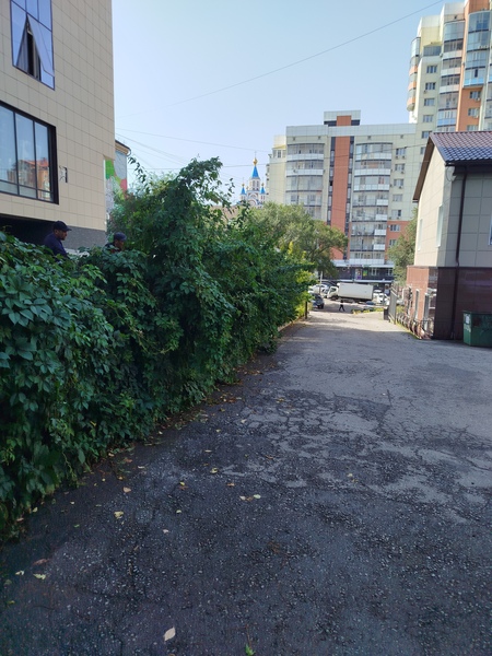 Стрижка кустарника