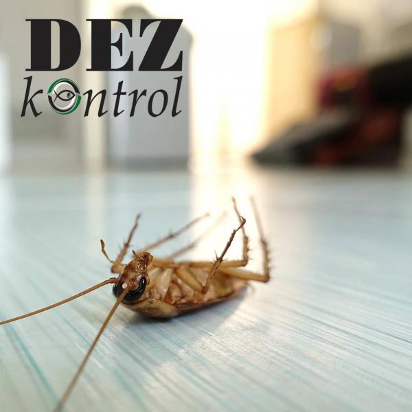 Ксения:  Уничтожение любых насекомых в Иланске