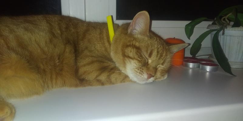 Передержка  домашних животных