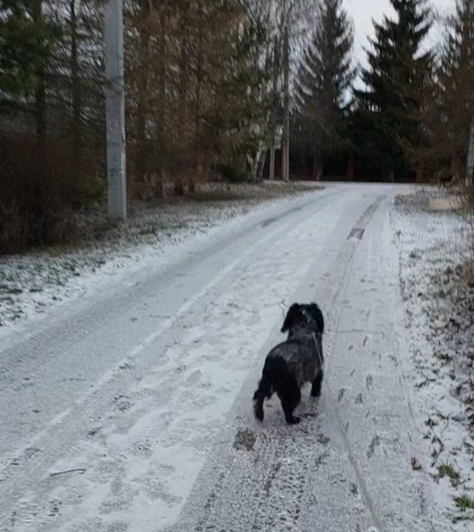Домашняя передержка в частном доме собак и кошек