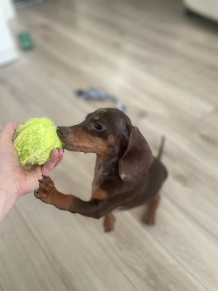 Домашняя передержка собак/коррекция поведения