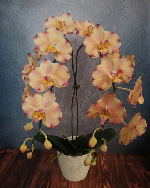 Любовь:  Подарки ручной работы. Орхидеи из фоамирана