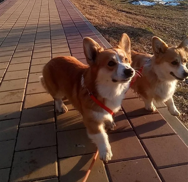 Выгул собак