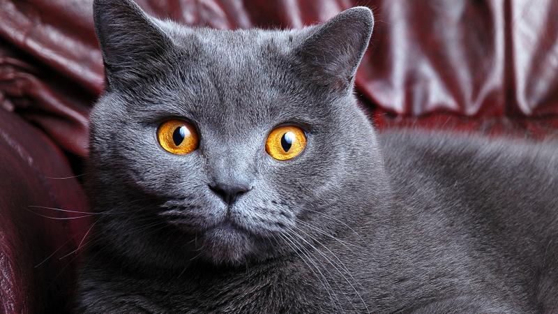 Виктория:  Британский кот вязка