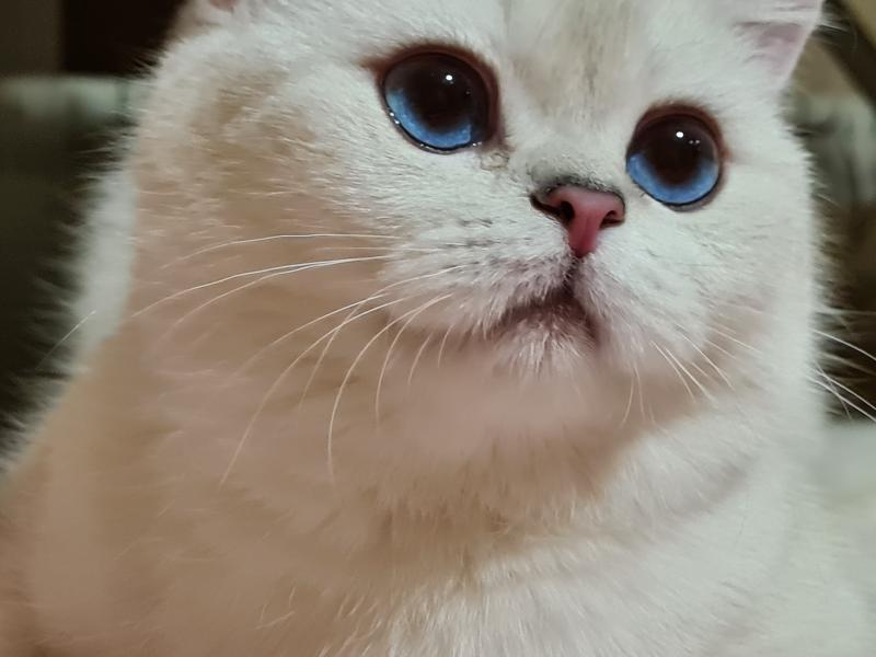 Кошка на вязку