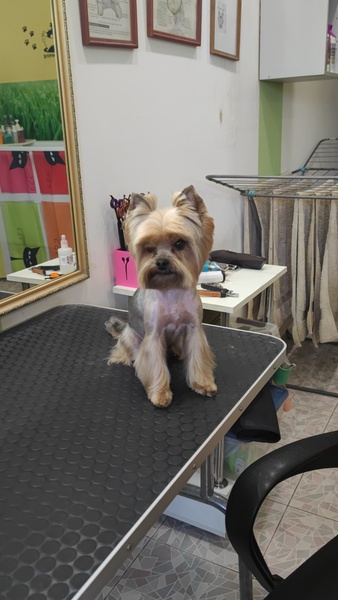 Грумер, груминг, стрижка собак, зоосалон Анапа 