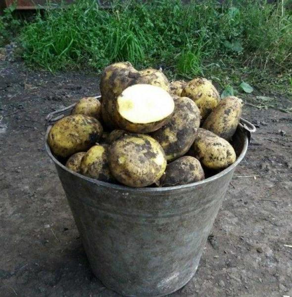 Владимир:  Продам картофель