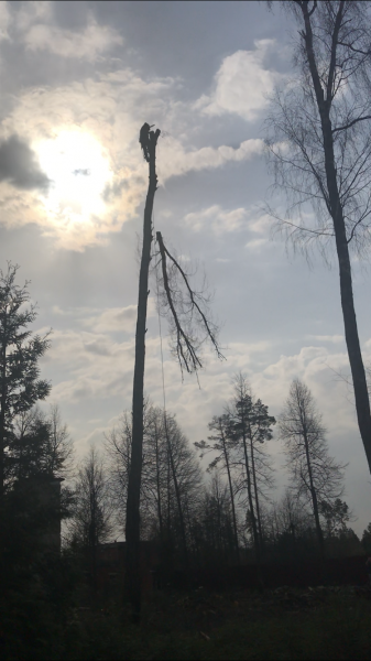 Олег Арборист:  Удаление и спил деревьев . Аренда измельчителя веток