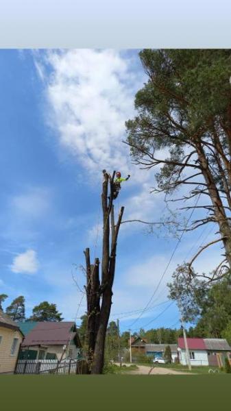 Анастасия:  Удаление деревьев 