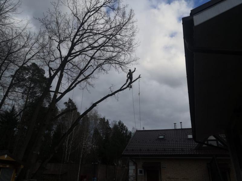 Кирилл:  Обрезка деревьев в Чехове 